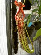 Nepenthes (x rokko) x stenophylla 2